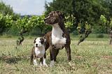 AMSTAFF  ADULT & PUPPIES 034